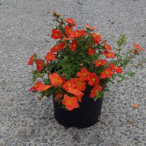 Potentilla fruticosa 'Red Ace' 15-20 cm